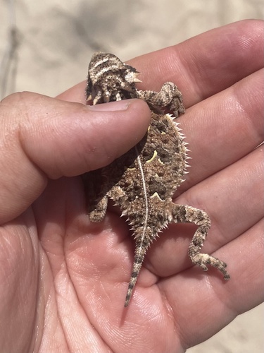 Texas Horned Lizard