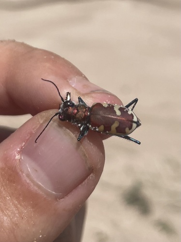 Big Sand Tiger Beetle