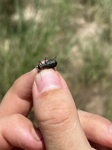 S-banded Tiger Beetle