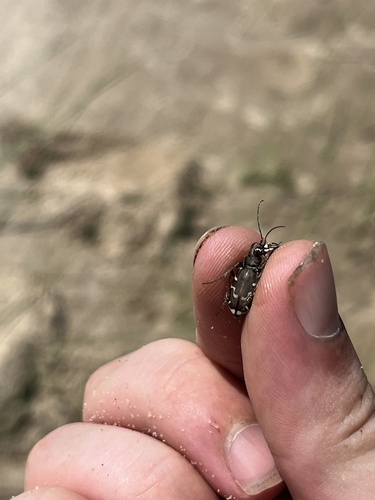 Bronzed Tiger Beetle