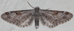 Eupithecia nevadata