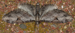 Eupithecia nevadata