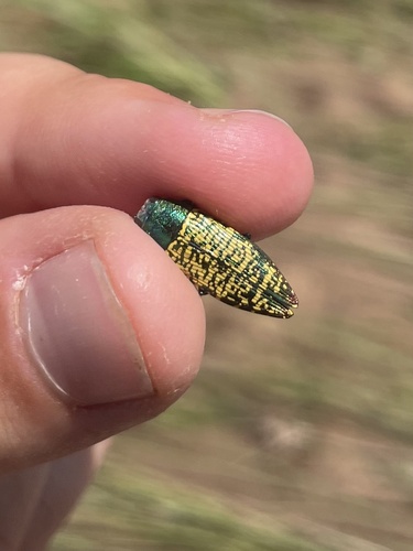 Yellow-spotted Jewel Beetle