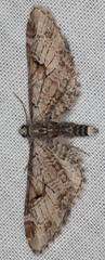 Eupithecia nevadata