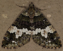 Hydriomena albifasciata