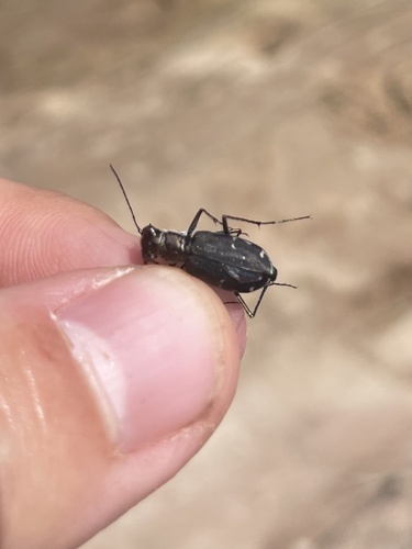Punctured Tiger Beetle