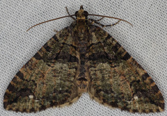 Hydriomena albifasciata