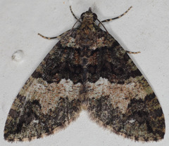 Hydriomena albifasciata