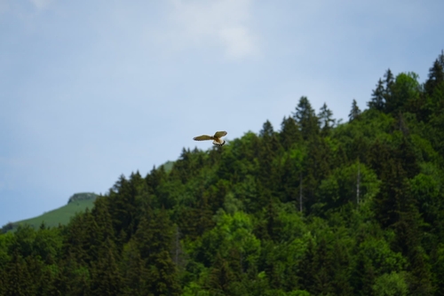 Eurasian Kestrel