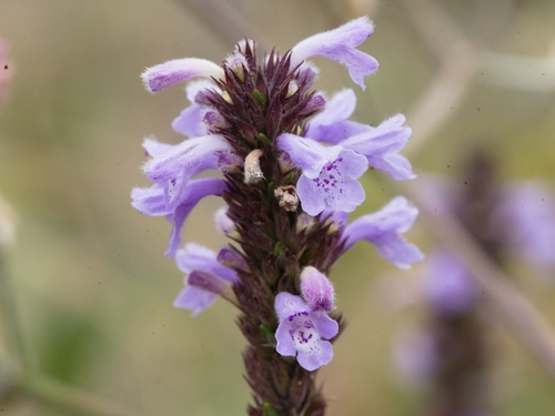 Clinopodium fasciculatum