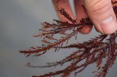 Neoptilota asplenioides