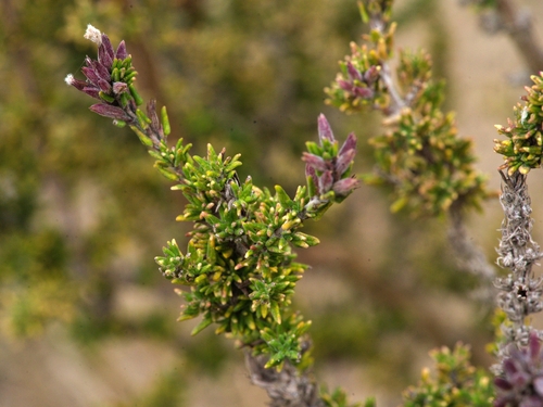 Clinopodium fasciculatum, photograph 1