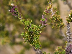 Clinopodium fasciculatum, photograph (c) Esteban Poveda, some rights reserved (CC BY)
