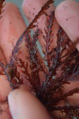 Neoptilota asplenioides
