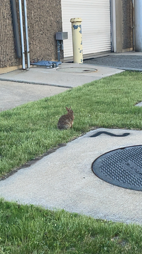 Eastern Cottontail
