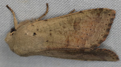 Orthosia pacifica