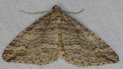 Perizoma custodiata