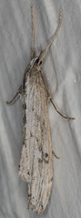Evergestis angustalis