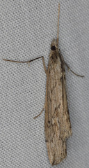 Evergestis angustalis