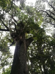 Prumnopitys ferruginea