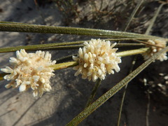 Lomandra leucocephala