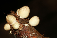 Phallus tenuissimus
