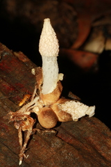 Phallus tenuissimus