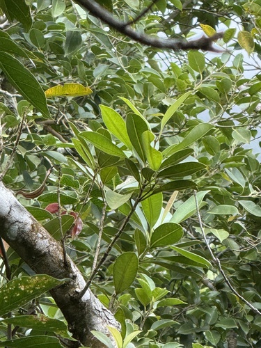 Calophyllum blancoi observed 2026-06-08