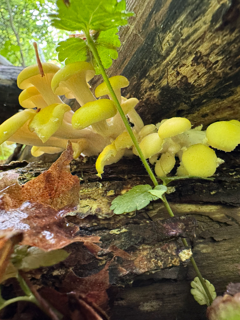Golden Oyster Mushroom · June 2026 · photo: Photo: (c) Shanze Yoell, some rights reserved (CC BY) · iNaturalist