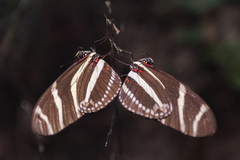 Heliconius charithonia churchi
