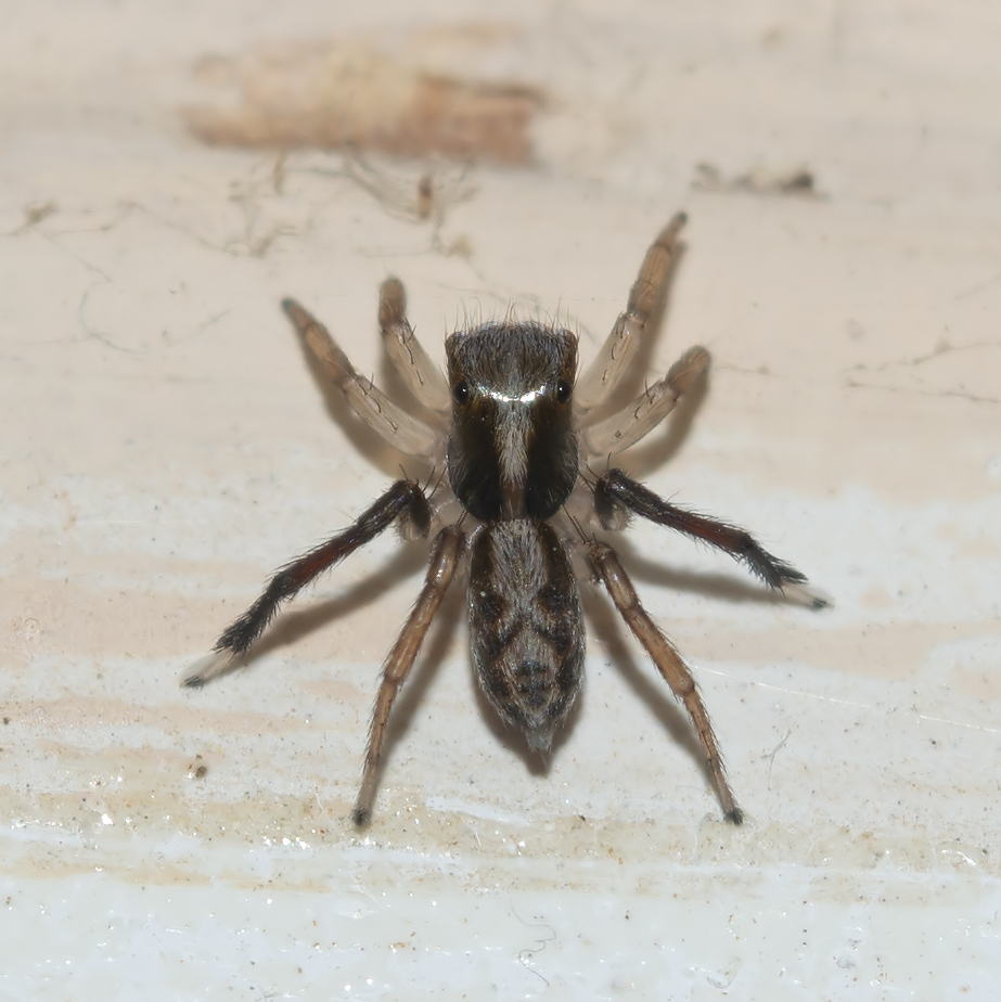 Crimean Banner-legged Jumping Spider
