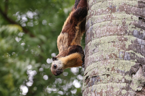 Black Giant Squirrel, Indonesia, photo 7 of 10
