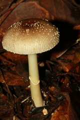 Amanita kwangsiensis