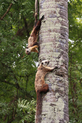 Black Giant Squirrel photo 3