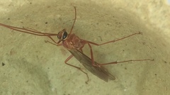 Ophion obscuratus