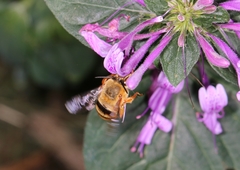 Amegilla bombiformis