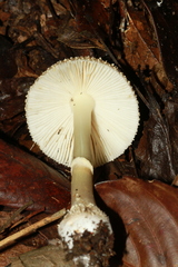Amanita kwangsiensis