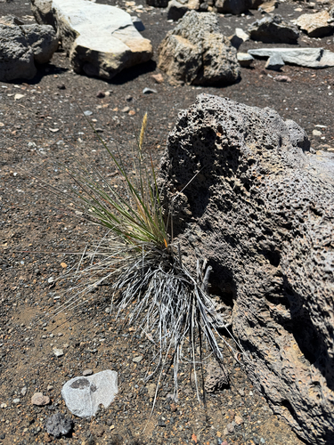 Trisetum glomeratum observed 2026-06-08