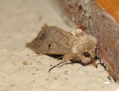 Spodoptera triturata