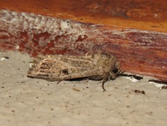 Spodoptera triturata