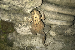 Duttaphrynus melanostictus