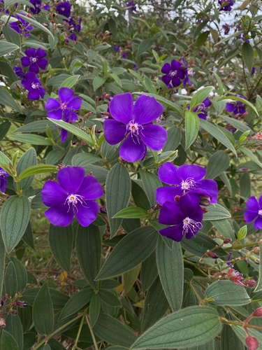 Glory bush