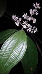 Miconia xalapensis