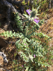 Salvia carduacea