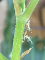Scolypopa