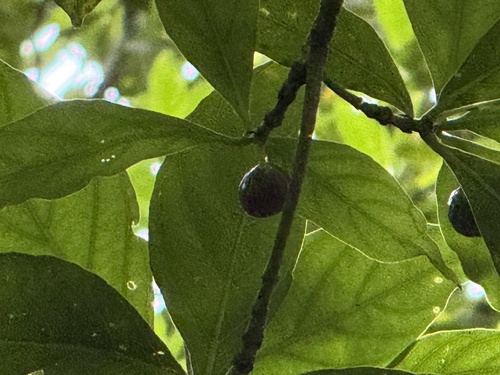 Timonius arboreus observed 2026-06-07