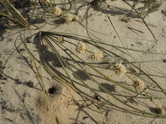 Lomandra leucocephala