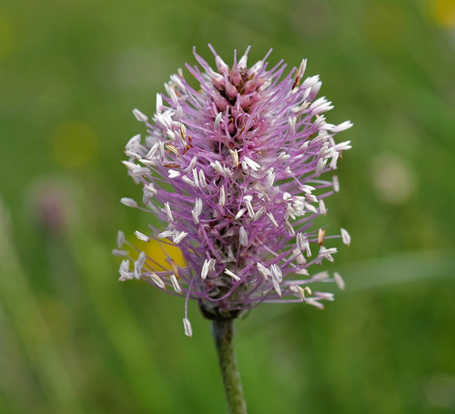 Plaukuotasis gyslotis nuotrauka