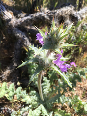 Salvia carduacea