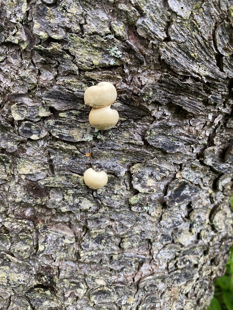 Veiled Polypore · June 2026 · photo: Photo: (c) Barry Cottam, some rights reserved (CC BY) · iNaturalist